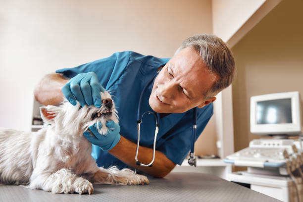 Best Broken or Chipped Tooth Repair in Tipton, MO